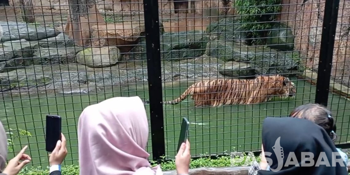Melihat Harimau Siberia dan Bengala dari Dekat di Kebun Binatang Bandung