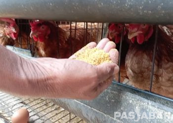 Harga Pakan Naik, Peternak Ayam di KBB Terancam Gulung Tikar