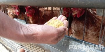 Harga Pakan Naik, Peternak Ayam di KBB Terancam Gulung Tikar