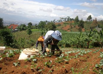 Foto: 70 Persen Lahan Kawasan Bandung Utara Beralih Fungsi