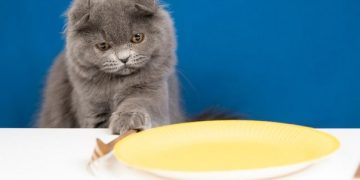 Penyebab dan Cara Atasi Kucing yang Tidak Mau Makan