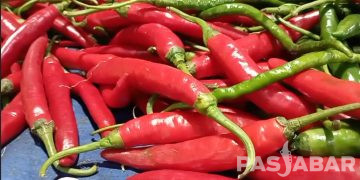 Harga Cabai Tanjung Tembus Diangka 130 Ribu Perkilogram