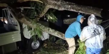 Pohon Tumbang Timpa Kendaraan yang Melintas, Pengemudi Terluka