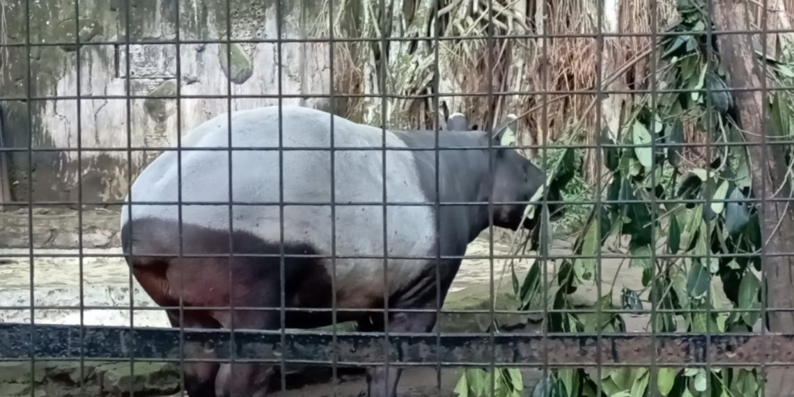 Bandung Zoo Mempunyai Anak Tapir Tenuk Baru