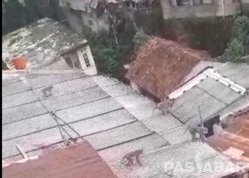 Segerombolan monyet yang berjalan di atas atap warga di kawasan Sekeloa, Kelurahan Lebakgede, Kota Bandung pada Rabu (28/2/2024)