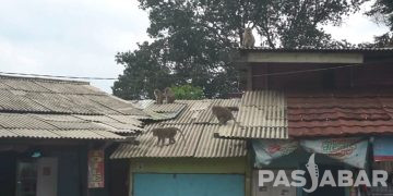 Monyet Masuk ke Pemukiman Warga di Sekitar Curug Cimahi