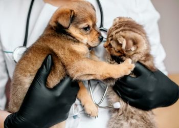 Jadwal Vaksin Rabies dan Sterilisasi Kucing Liar di Kota Bandung