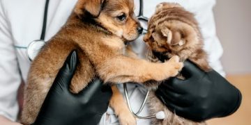 Jadwal Vaksin Rabies dan Sterilisasi Kucing Liar di Kota Bandung