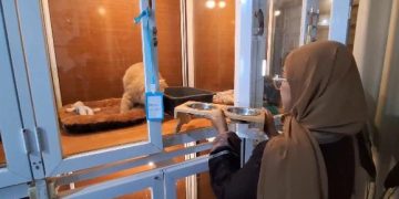 Pet Hotel di Bandung Menjadi Primadona Pecinta Hewan Peliharaan