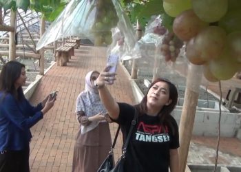 Wisata Kebun Anggur, 60 Varian Anggur Impor Dikembangkan Pemuda Cisarua