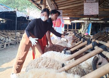 penjual hewan kurban