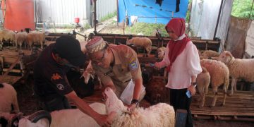 pemeriksaan kesehatan hewan kurban