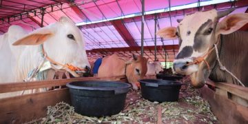 penyembelihan hewan kurban