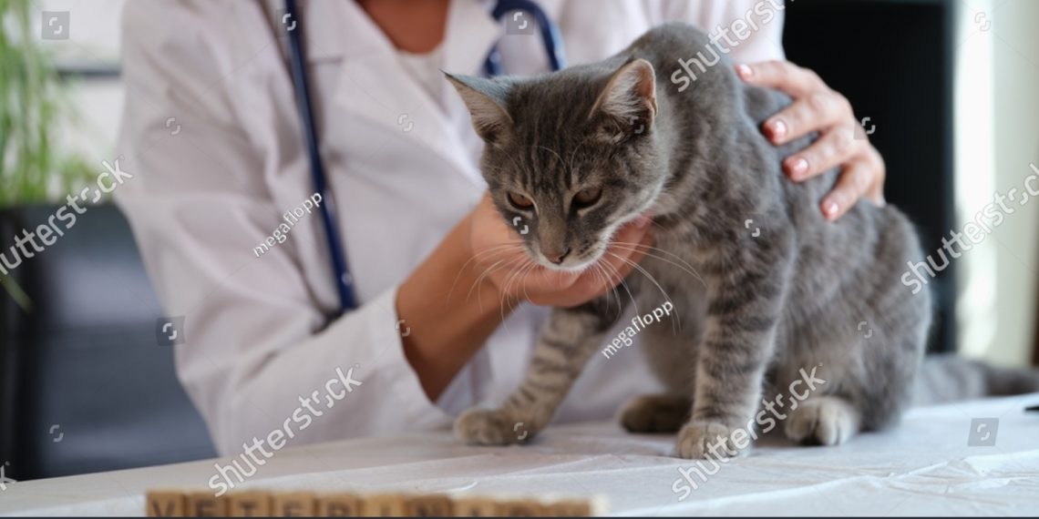 kastrasi dan sterilisasi kucing