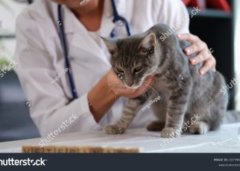 kastrasi dan sterilisasi kucing