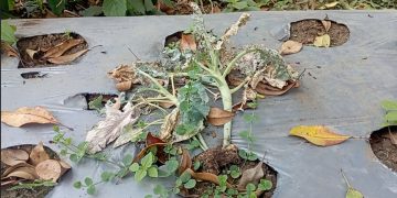 Kemarau Panjang, Petani Sayuran di Jambudipa Cisarua Rugi Besar