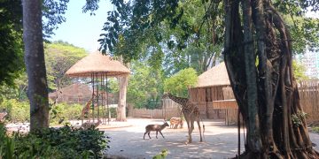 kebun binatang bandung