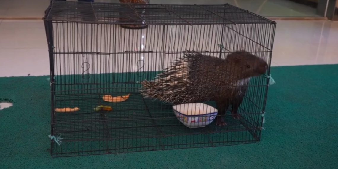 Landak Jawa Ditemukan Berkeliaran di Jalan Padjadjaran Kota Bandung