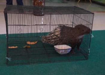 Landak Jawa Ditemukan Berkeliaran di Jalan Padjadjaran Kota Bandung