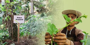 “Hijaukan Bumi, Sejahterakan Umat” Program Wakaf Produktif Wakaf Salman