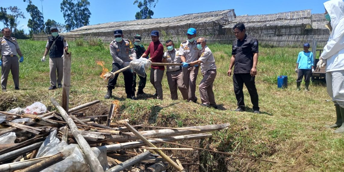 tanaman hias belanda