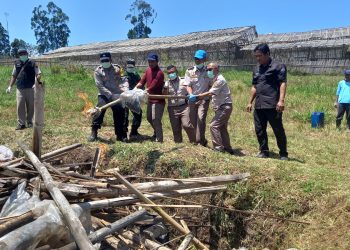 tanaman hias belanda