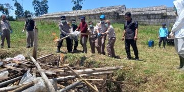 tanaman hias belanda