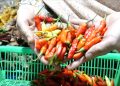 harga cabai di pasar