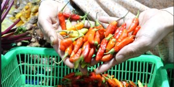 harga cabai di pasar