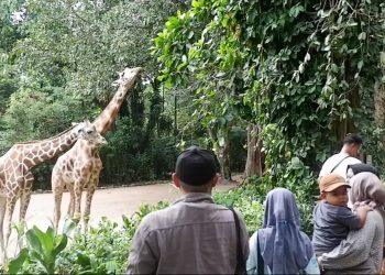 kebun binatang bandung