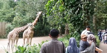 kebun binatang bandung