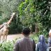 kebun binatang bandung