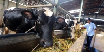 52 Ribu Vaksin untuk Cegah Penyakit Mulut dan Kuku