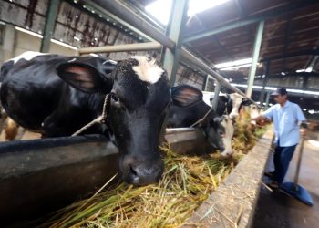 52 Ribu Vaksin untuk Cegah Penyakit Mulut dan Kuku