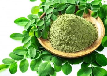 Kelor (Moringa oleifera) Si “Superfood” Ampuh Menurunkan Kadar Glukosa Darah, Sahabat Pasien Diabetes Mellitus