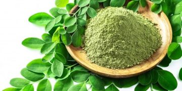 Kelor (Moringa oleifera) Si “Superfood” Ampuh Menurunkan Kadar Glukosa Darah, Sahabat Pasien Diabetes Mellitus