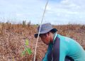 Sumatra Peatland Restoration