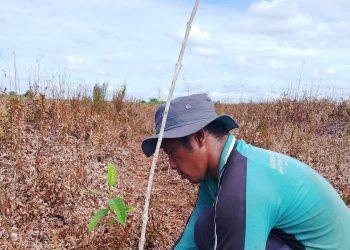 Sumatra Peatland Restoration