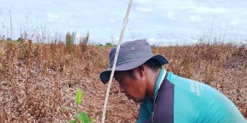 Sumatra Peatland Restoration