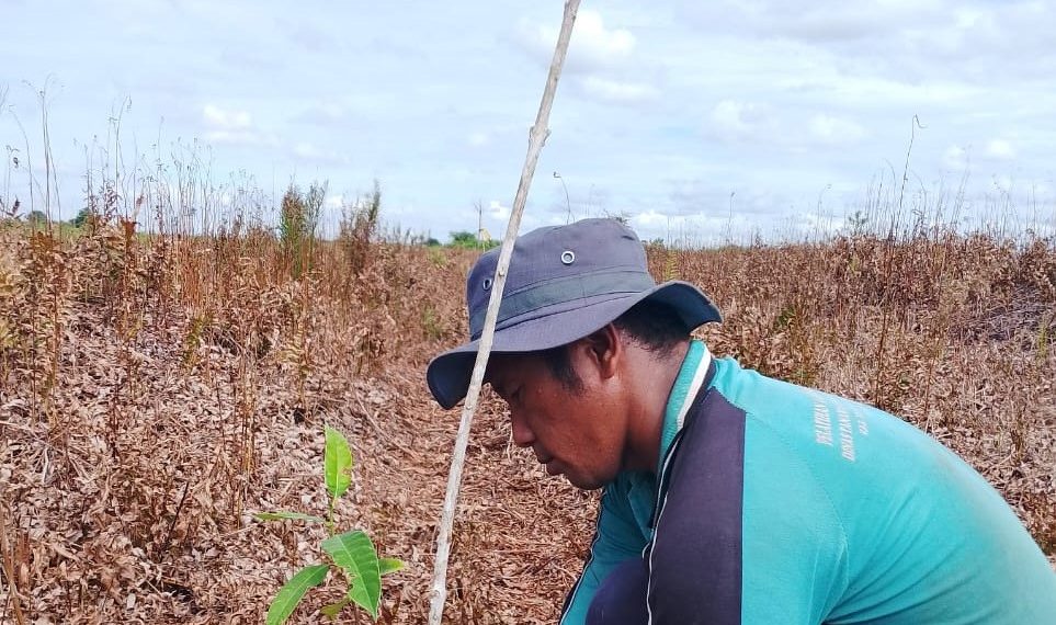 Sumatra Peatland Restoration