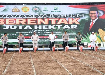 Gerakan Penanaman Jagung Serentak 1 Juta Hektare.