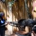 Kebun Binatang Bandung Dipadati 1.500 Orang/hari