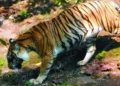 Ukuran Harimau Jawa Kini Sebesar Kambing???