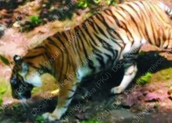 Ukuran Harimau Jawa Kini Sebesar Kambing???