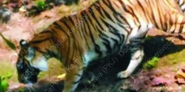 Ukuran Harimau Jawa Kini Sebesar Kambing???