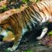Ukuran Harimau Jawa Kini Sebesar Kambing???