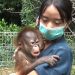 bayi orangutan kalimantan