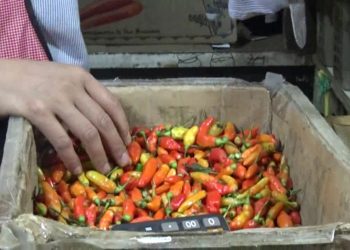 harga cabai rawit merah cimahi