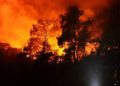 kebakaran hutan korea selatan