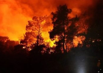 kebakaran hutan korea selatan